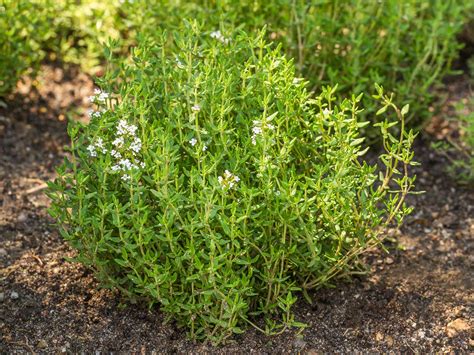 How to grow and care for thyme | Love The Garden