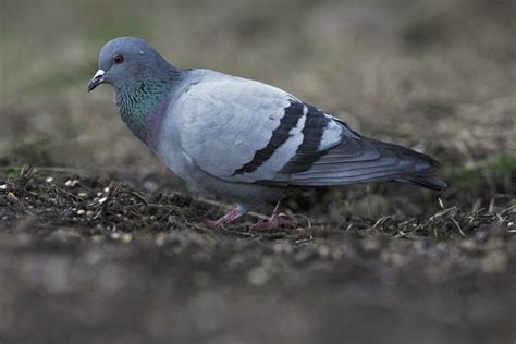 Rock Dove - BirdWatch Ireland