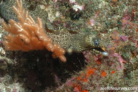 Muraena lentiginosa - Jewel Moray | ReefLifeSurvey.com