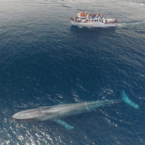 The blue whale is the largest animal ever to have lived on earth - even ...