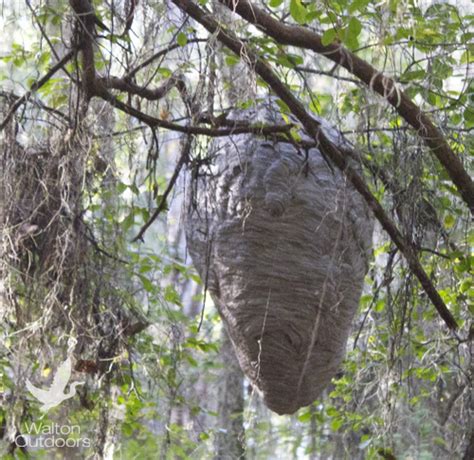 Large baldfaced hornet nest discovered at Eden Gardens State Park | Walton Outdoors