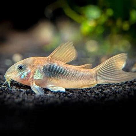 How long do bronze corydoras live for? - DIY Seattle