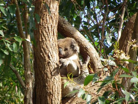 Nov 19 2023: Koala seen at McKitterick Street, Meeniyan - Strzelecki Koala Map