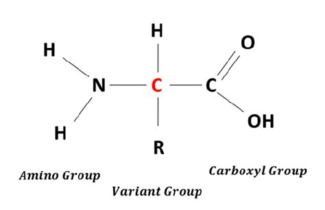 -amino acid structure | Download Scientific Diagram