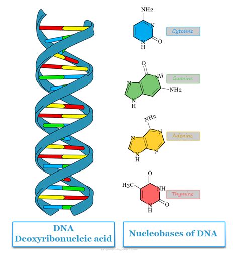 Deoxyribonucleic Acid - DNA - Structure, Types, Technology