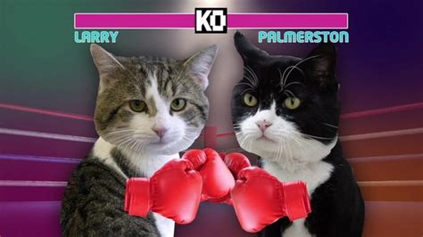 Cat wars: Fur flies as Larry the cat takes on Palmerston - BBC Newsround