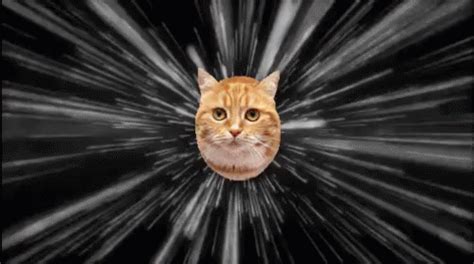 Speed GIF - Cat CuteCat SuperCat - Discover & Share GIFs