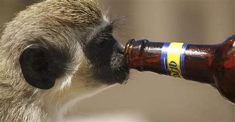 Drunk Monkey, Sober Monkey | Psychology Today