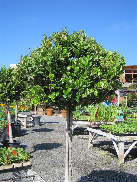 Texanum Japanese Privet (Topiary form) (Ligustrum japonicum 'Texanum ...