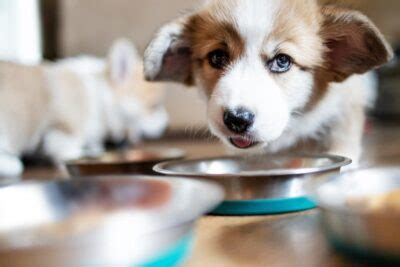 Hypoglycemia in Dogs | Great Pet Care