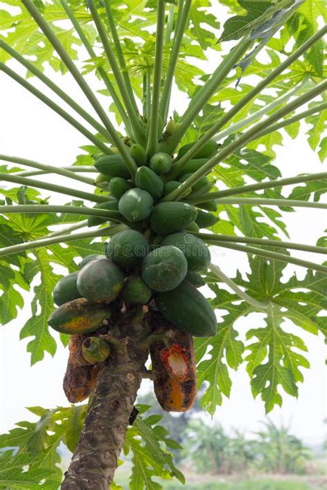 Papaya Tree with of the Plant Disease. Stock Photo - Image of harvest ...