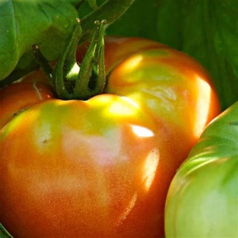 Tomato Heirloom Seeds — Seed Nerds