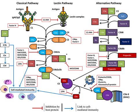 Complement System Diagram