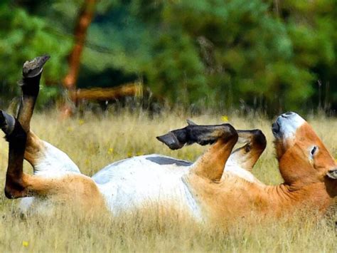 Radioactive Chernobyl Horses Are Happier Without Humans | Tim Denning | NewsBreak Original