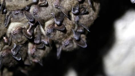 White nose syndrome: Bats showing signs of resilience | kgw.com