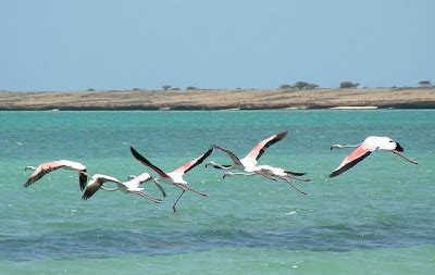 Photos of Eritrea's wildlife animals - Madote