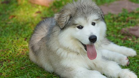 Teacup Alaskan Malamute