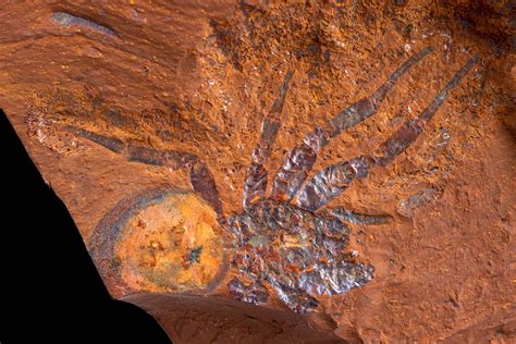 See the stunning finds unearthed at new fossil site in ancient rainforest - CNET