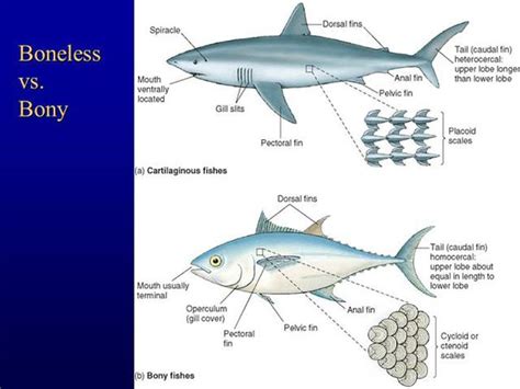 Cartilaginous Fish Diagram