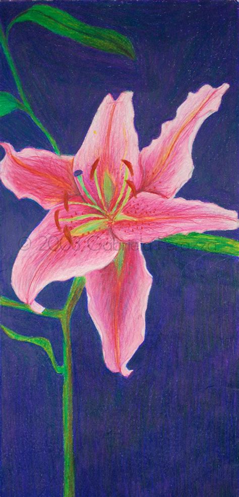 Lily Digital Print of Original Color Pencil Drawing - Etsy