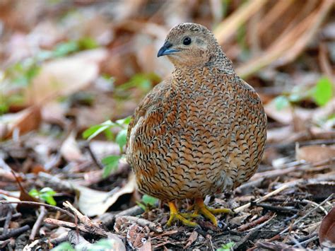 Brown Quail - eBird