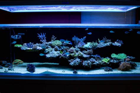 Let's talk about your favorite aquascaping styles! Here's a thread to inspire ya! Photo ...