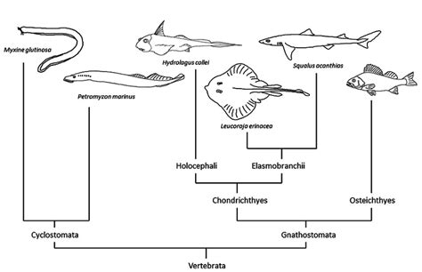 Osteichthyes: Characteristics, Classification & Examples