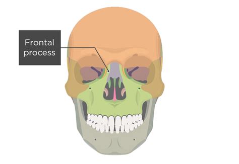 Maxilla Bone Anatomy | GetBodySmart