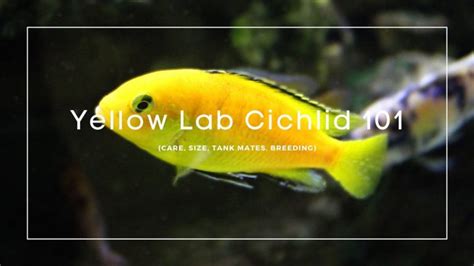 Yellow Lab Cichlid (Labidochromis caeruleus): Care, Size, Tank Mates, Breeding