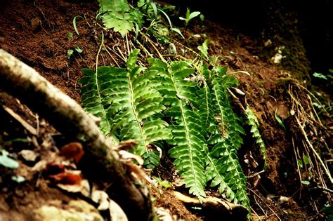 Triassic period looking plant-life | Flickr - Photo Sharing!