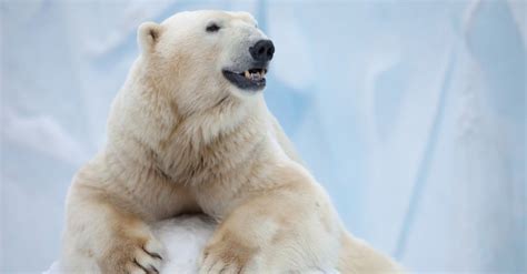 How Many Polar Bears Are Left In The World? - Wiki Point