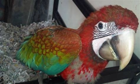 Flame Macaw Hybrid {Gorgeous baby} Call today!! for Sale in Jamaica, New York Classified ...