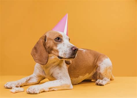 Free Photo | Funny dog wearing a party hat