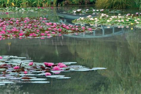 Buy Water lilies & Pond Plants - Bennetts Waterlily Plants