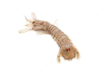 Premium Photo | Mantis shrimp isolated on white background. The Squilla ...