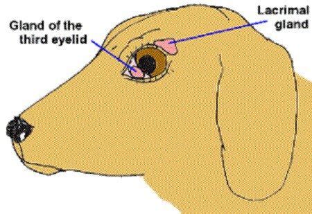 Dry eye is formally known as keratoconjunctivitis sicca or KCS