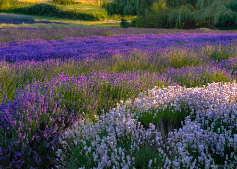 Image of Sequim Lavender Fields by Charley Corace | 1036638