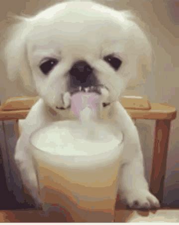 Dog Beer Meme Gifs