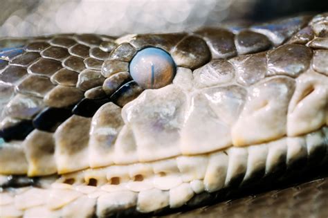 Backyard Snakes in Brisbane - Who's Your Friend and Who's Your Foe?