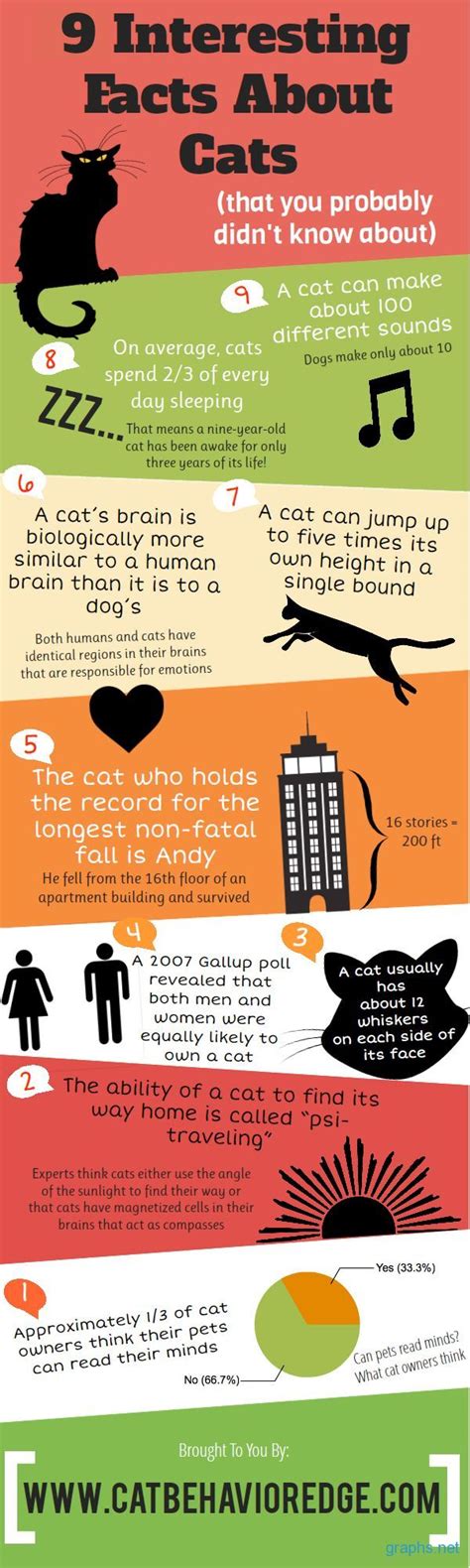 9 Interesting Facts About Cats | Tipsögraphic | More cats tips at http ...