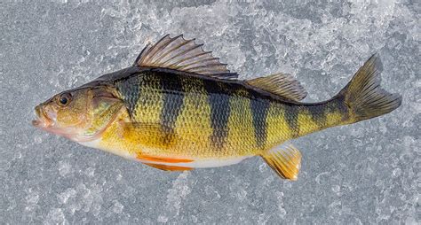 Yellow Perch Species Profile: All the Details on This Delicious Fish ⋆ Outdoor Enthusiast ...