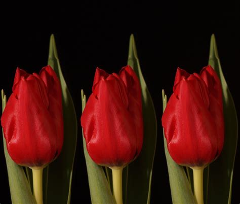 Red tulips Free Photo Download | FreeImages