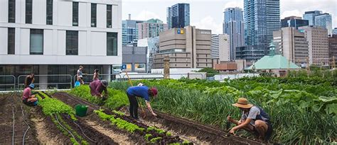 Certificate Program in Urban Agriculture | Beginning Farmers