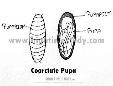 Pupa and it’s Types – HIGH TIME STUDY