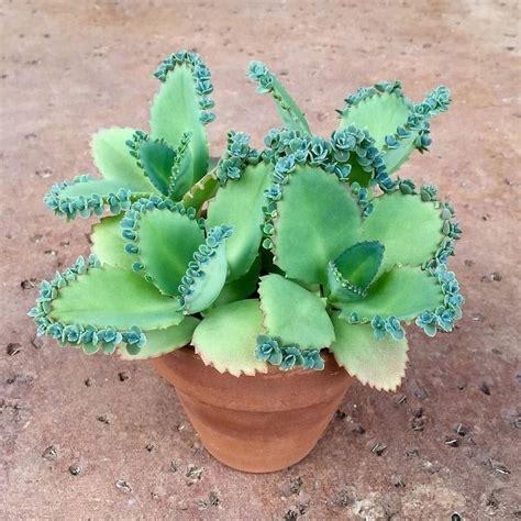 Kalanchoe daigremontiana 'Mother of Thousands' | Succulents Network | Tiny plants, Unusual ...