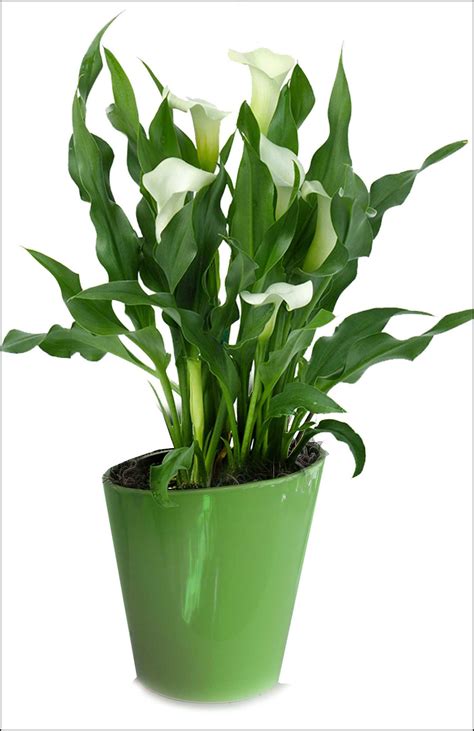 Calla Lily Care Indoors | The Garden