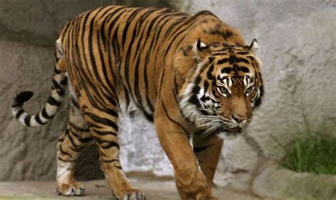 Subidos desde hace tres días en árbol para huir de tigres - Mundo curioso - ABC Color