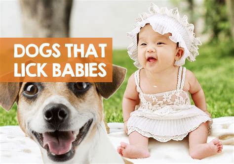 Is it OK for a Dog Lick a Baby? (Dog Saliva is Harmful to Babies)