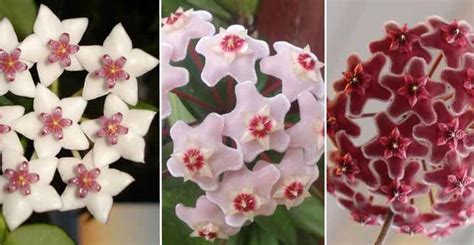 Hoya Plant Care: How to Grow Hoya Varieties (Wax Plant)