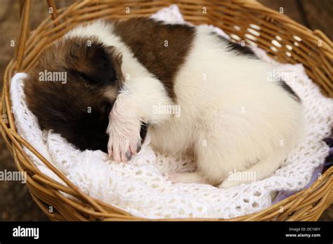 little puppy dog sleeping in basket Stock Photo - Alamy